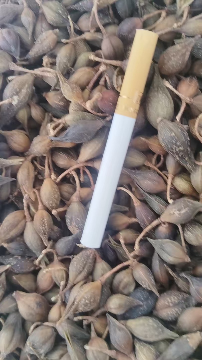 柴胡黑柴胡产地直供一手货源规格齐全量大从优欢迎咨询
