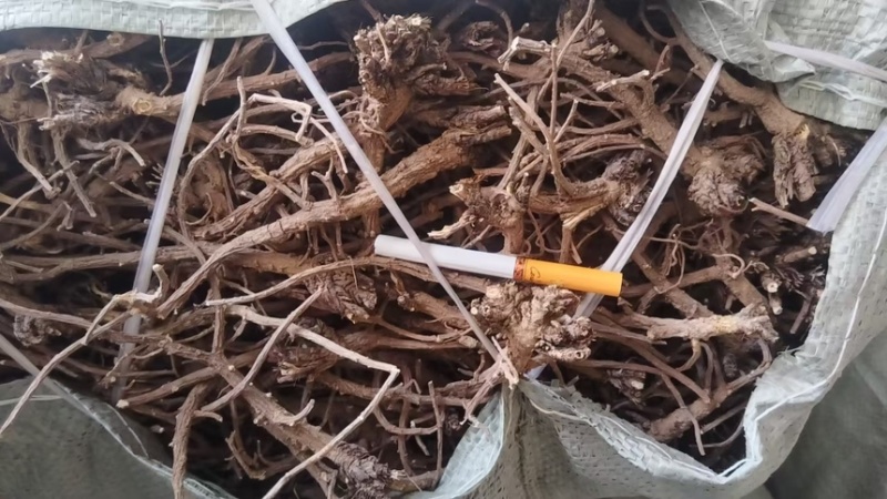 柴胡黑柴胡干黑柴胡一手货源量大从优欢迎咨询