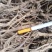 柴胡黑柴胡干黑柴胡一手货源量大从优欢迎咨询
