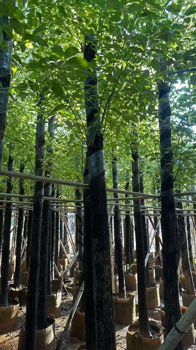 大量出售樟树