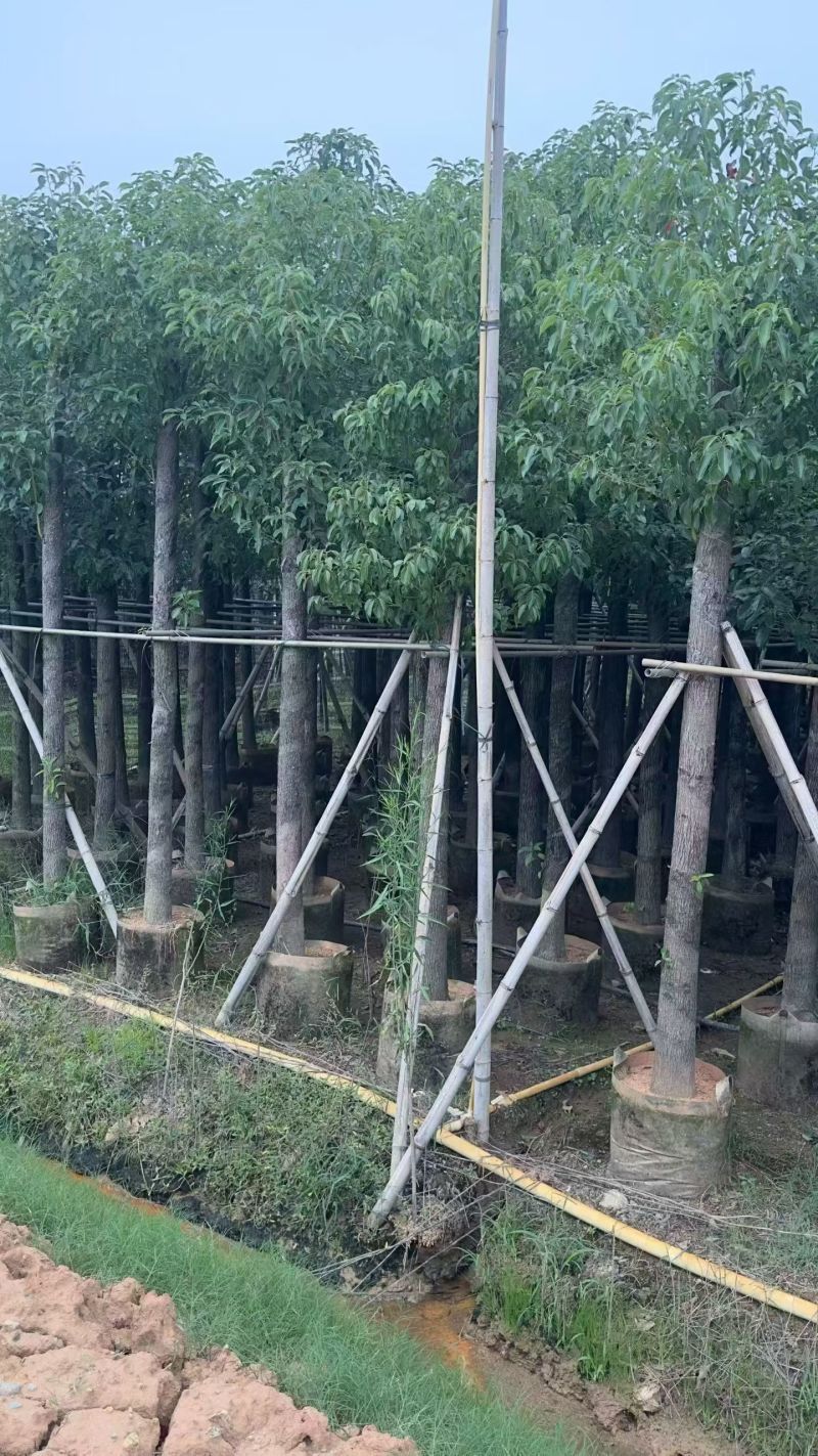 大量出售樟树