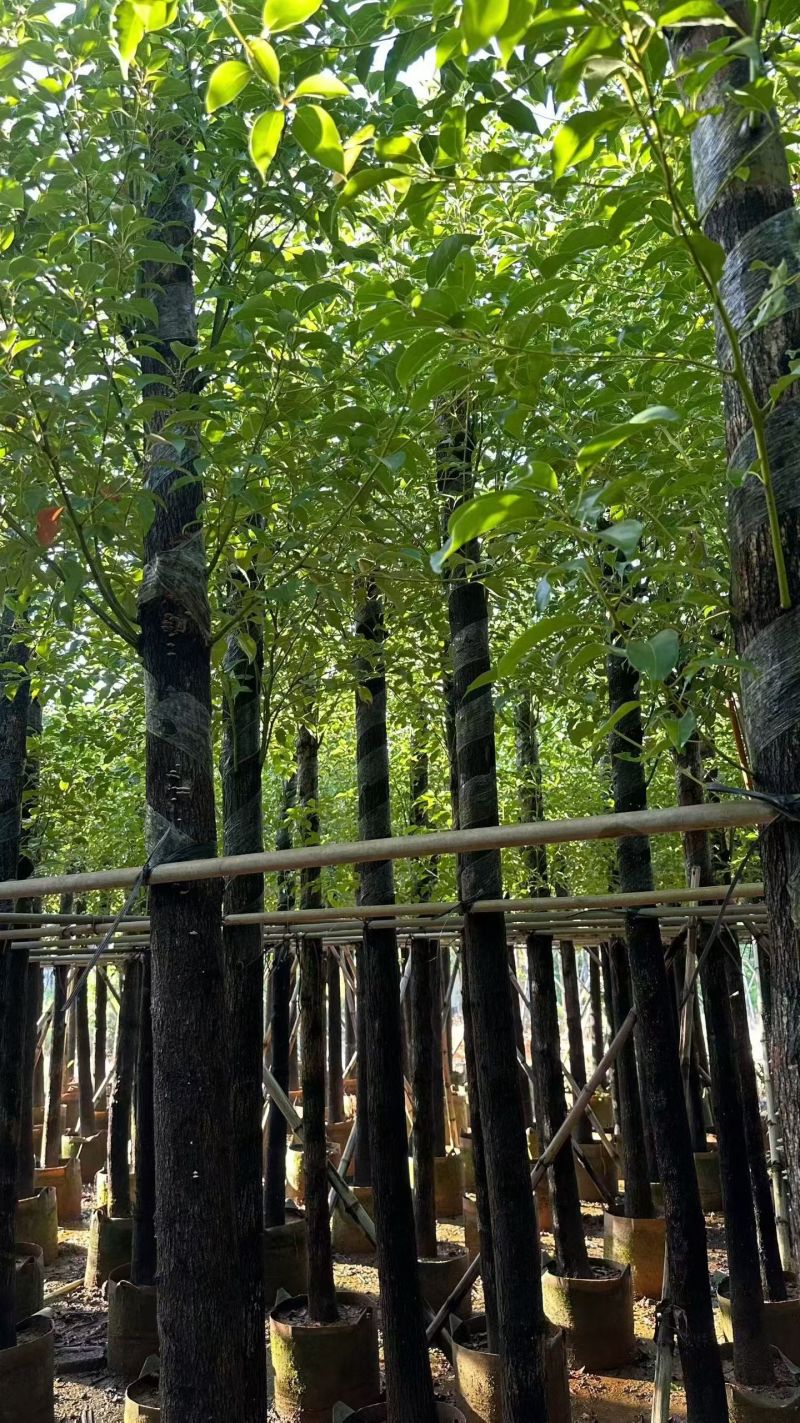 大量出售樟树