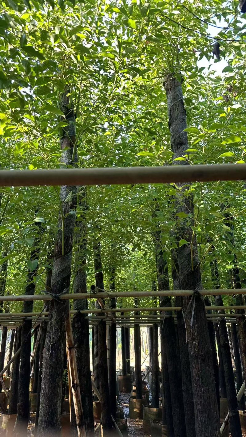 大量出售樟树