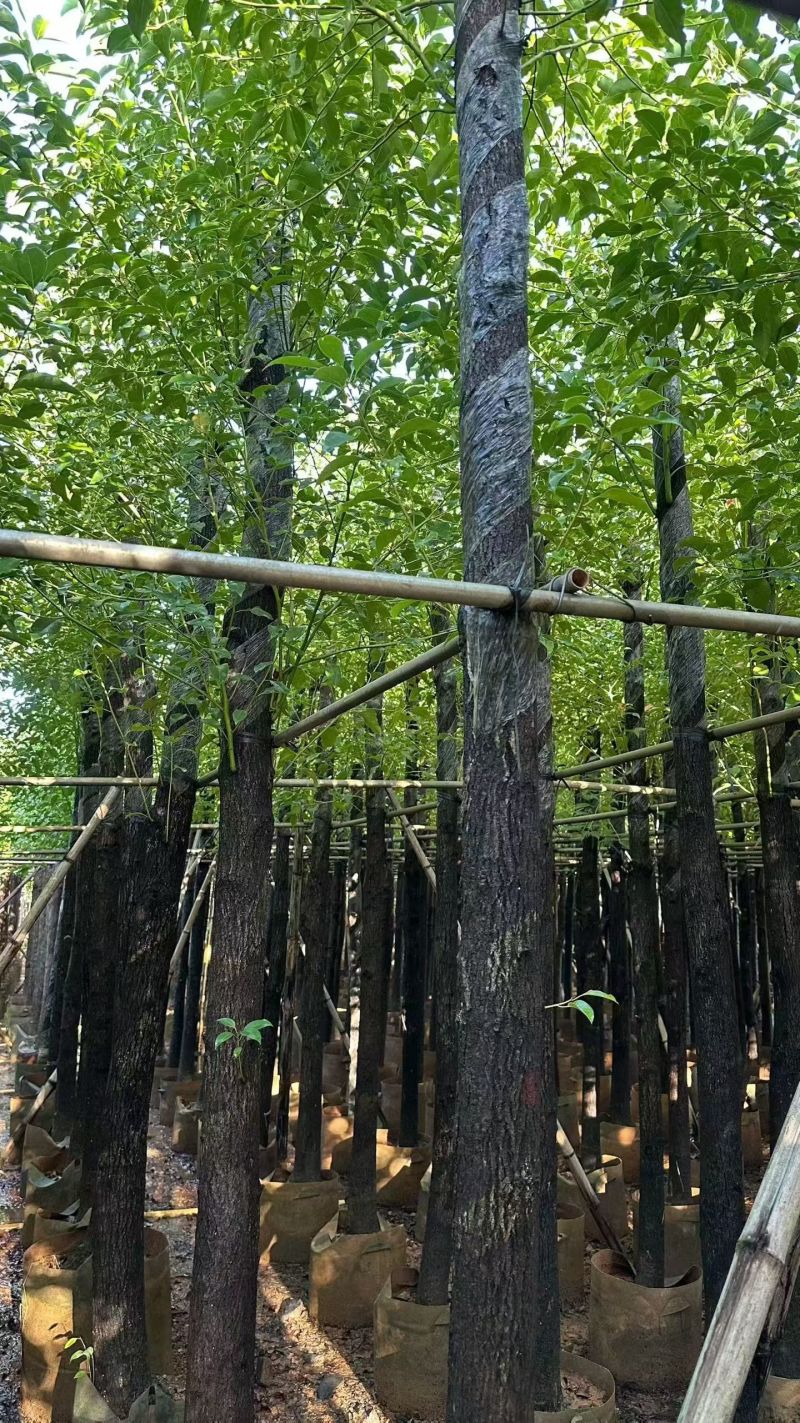 大量出售樟树