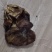 鸡宝