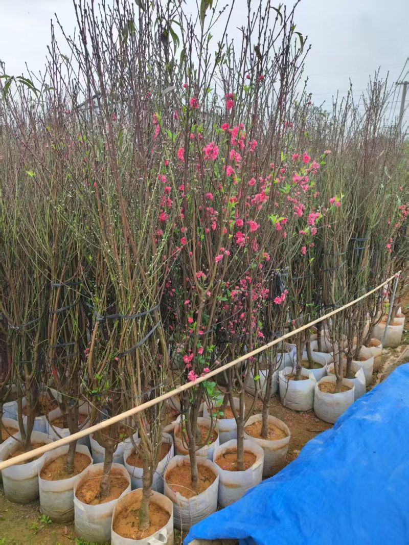 大量出售桃花3-10分