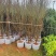大量出售桃花3-10分