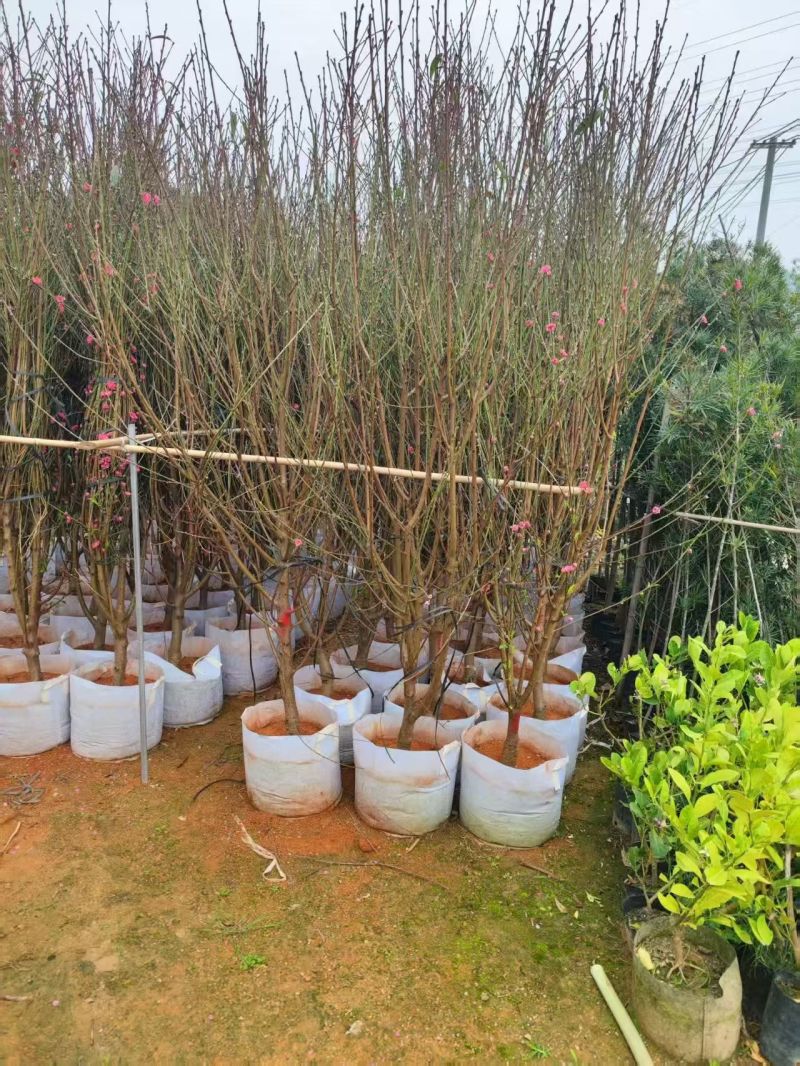 大量出售桃花3-10分