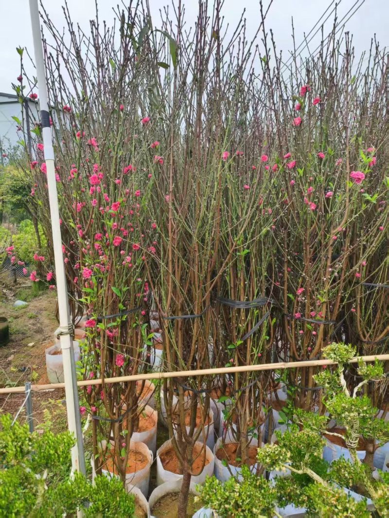 大量出售桃花3-10分