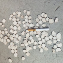 白芍片，中药材白芍片，道地中药材，规格齐全，诚信经营