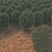 福建茶50-80高