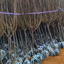 绿美产品3-10分日本樱花大量低价出售