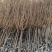 绿美产品3-10分日本樱花大量低价出售