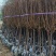 绿美产品3-10分日本樱花大量低价出售