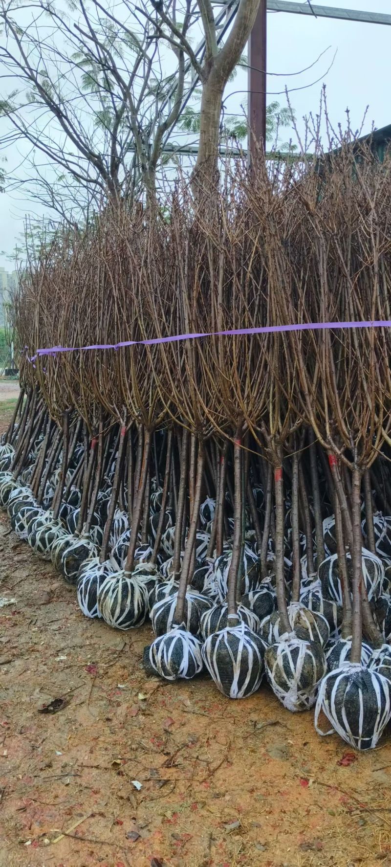 绿美产品3-10分日本樱花大量低价出售
