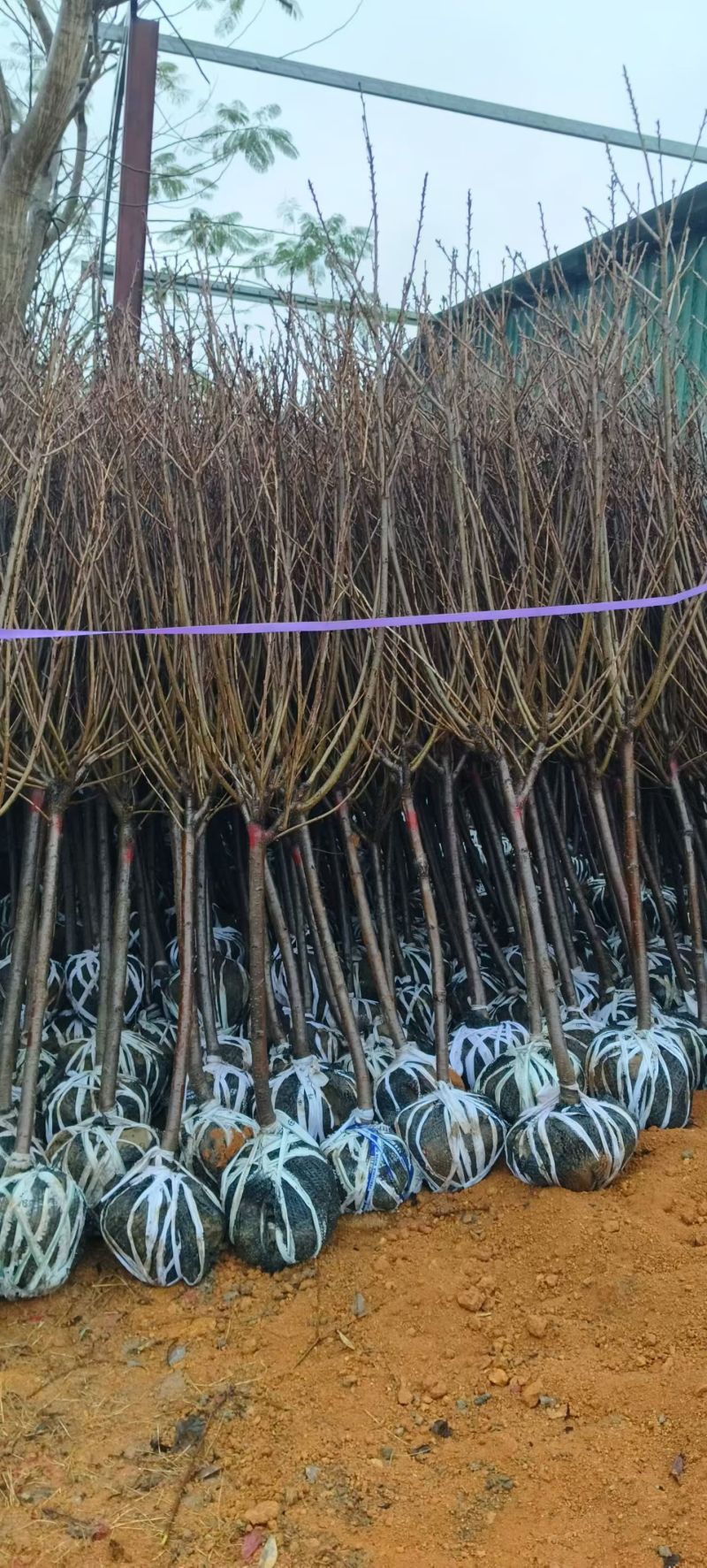 绿美产品3-10分日本樱花大量低价出售