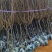 绿美产品3-10分日本樱花大量低价出售