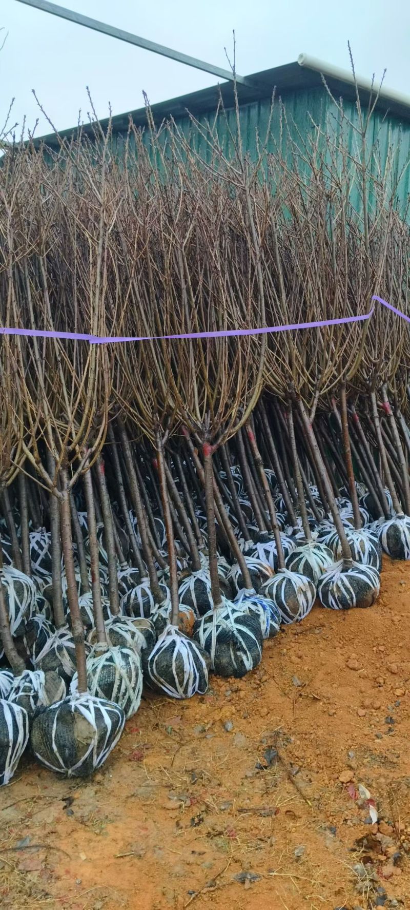绿美产品3-10分日本樱花大量低价出售
