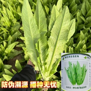 油麦菜种子摩尔根精品浓香宽叶型高产香甜大棵油麦菜种子
