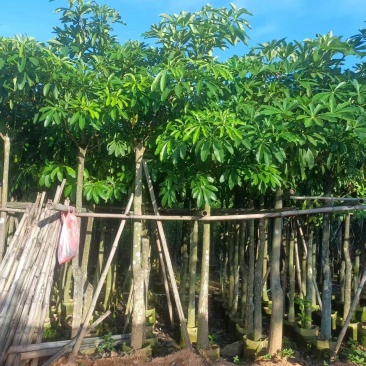 大量出售盆架子5至15分