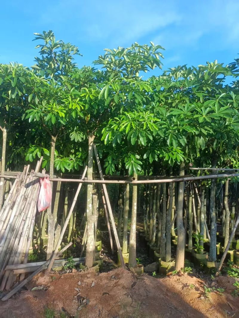 大量出售盆架子5至15分