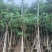 大量出售盆架子5至15分