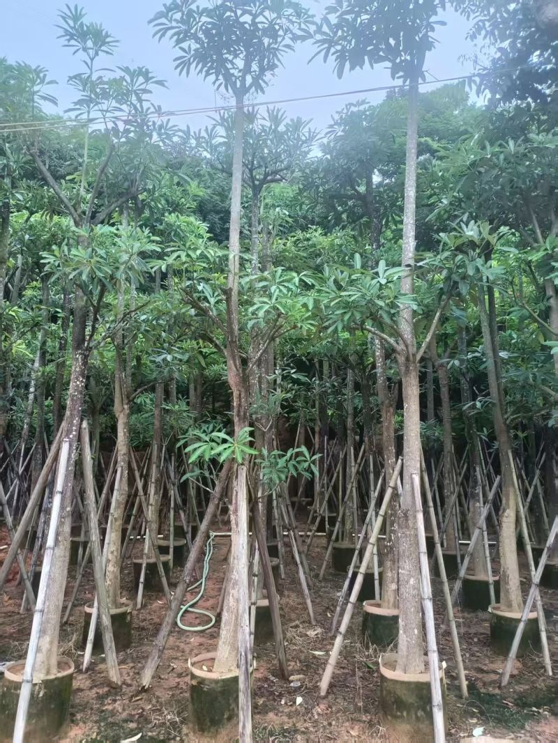 大量出售盆架子5至15分