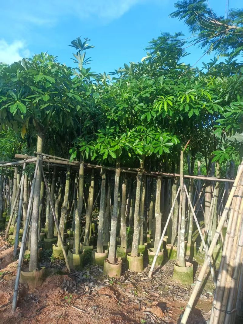 大量出售盆架子5至15分