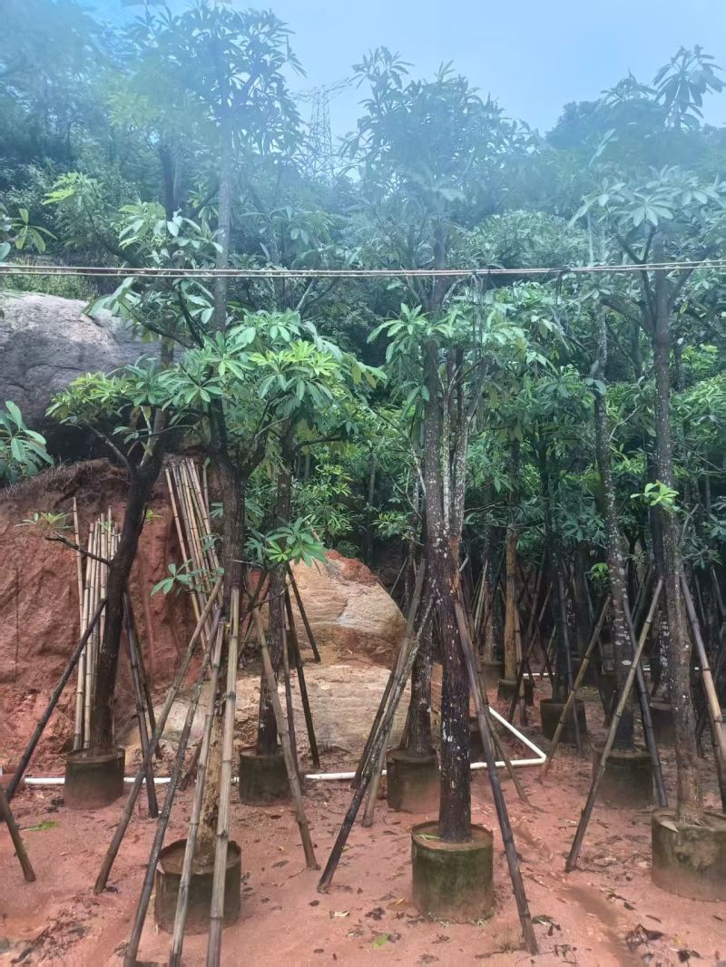 大量出售盆架子5至15分