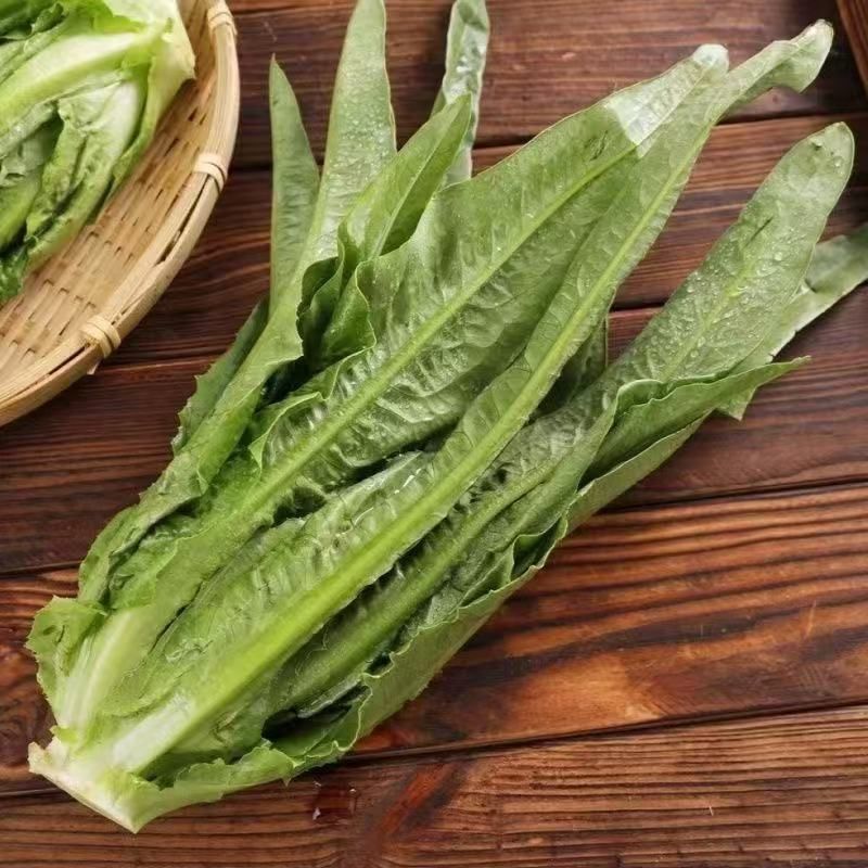 油麦菜种子摩尔根精品浓香宽叶型高产香甜大棵油麦菜种子