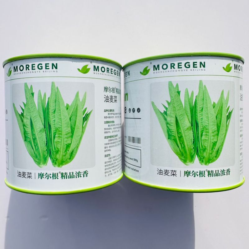 油麦菜种子摩尔根精品浓香宽叶型高产香甜大棵油麦菜种子