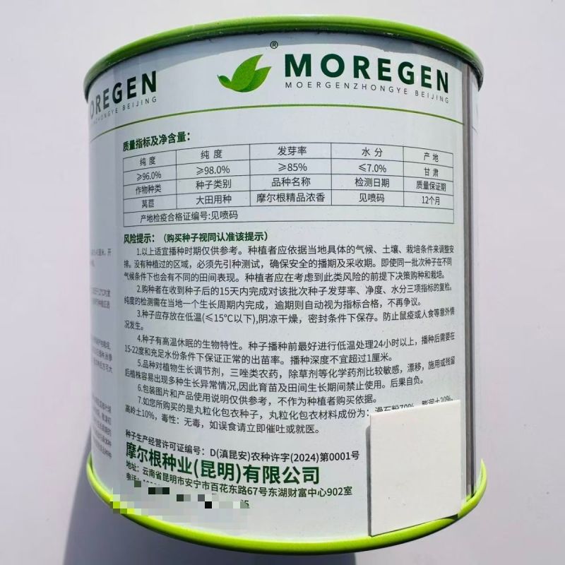 油麦菜种子摩尔根精品浓香宽叶型高产香甜大棵油麦菜种子