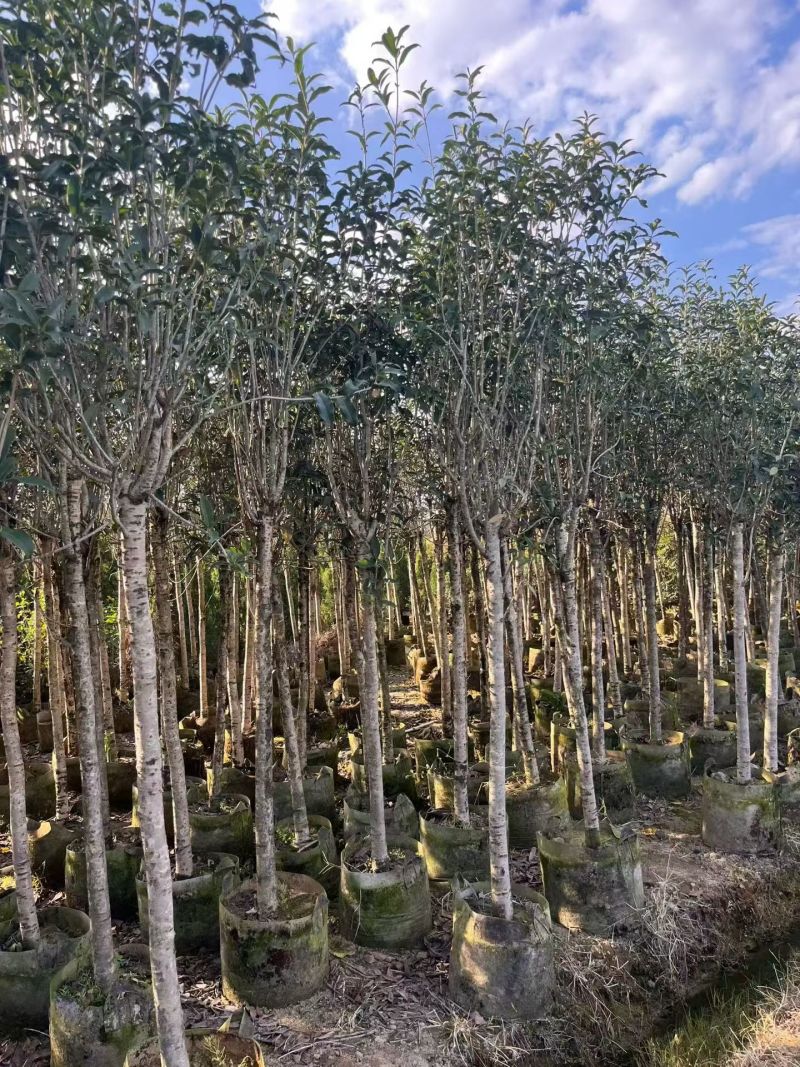 桂花5-6公分