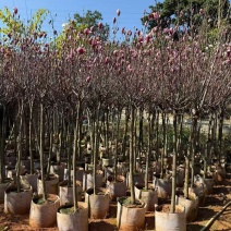 大量出售紫玉兰3至8分