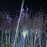 大量出售紫玉兰3至8分
