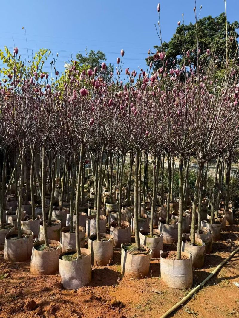 大量出售紫玉兰3至8分