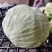 云南平包菜