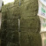 阿根廷进口紫花苜蓿