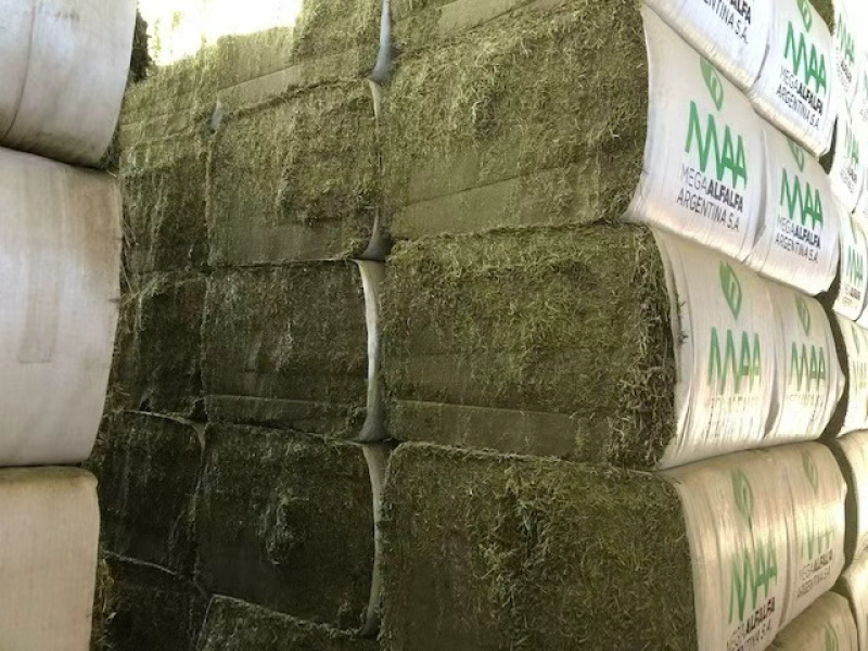 阿根廷进口紫花苜蓿