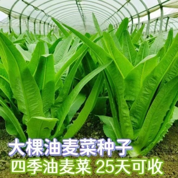 油麦菜种子春秋四季播种大棵油麦菜种子速生油麦菜种子