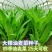 油麦菜种子春秋四季播种大棵油麦菜种子速生油麦菜种子