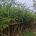 大量出量黄花梨2-10公分