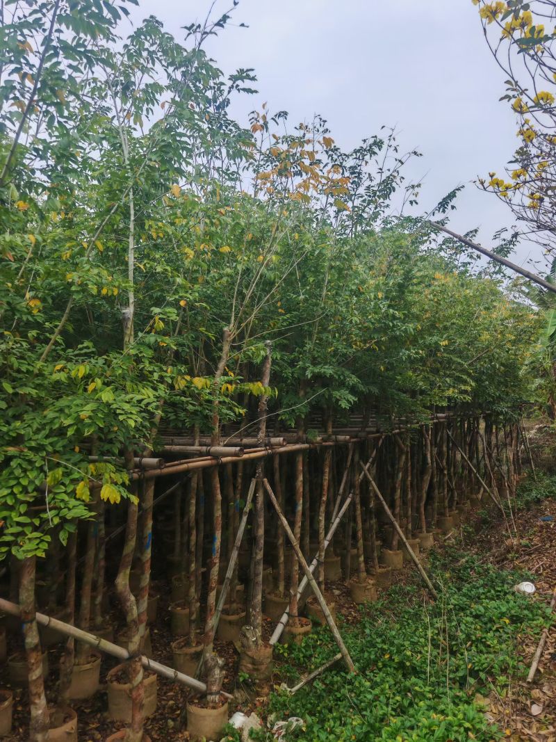 大量出量黄花梨2-10公分