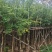 大量出量黄花梨2-10公分
