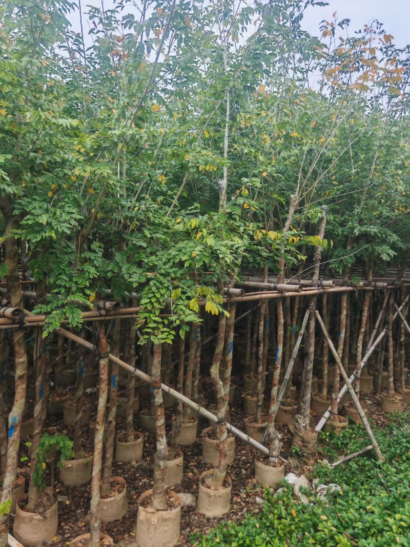 大量出量黄花梨2-10公分