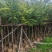 大量出量黄花梨2-10公分