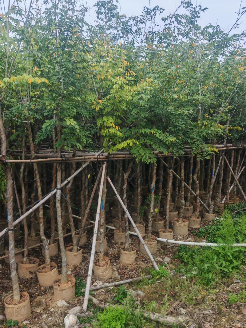 大量出量黄花梨2-10公分