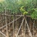 大量出量黄花梨2-10公分
