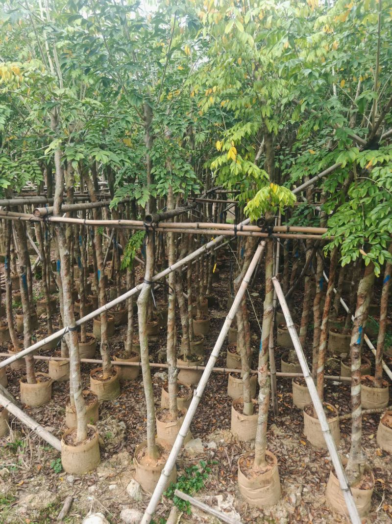大量出量黄花梨2-10公分