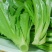 油麦菜种子春秋四季播种大棵油麦菜种子速生油麦菜种子